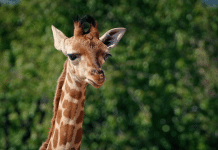 Nasce Battipaglia News