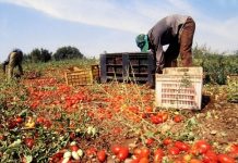 Eboli, caporalato: coinvolti Lega e Pd Caporalato