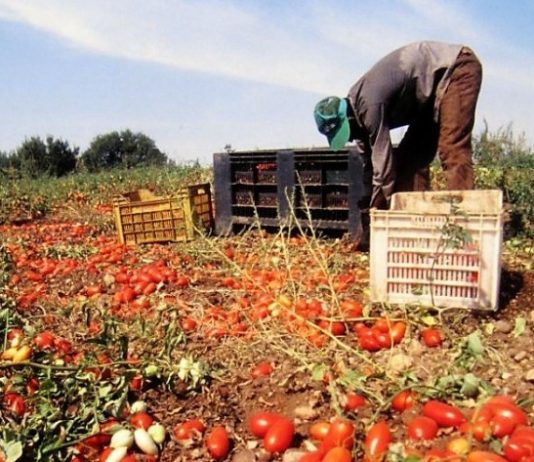 Eboli, caporalato: coinvolti Lega e Pd Caporalato