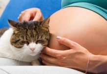 Toxoplasmosi: i reali rischi per la donna in gravidanza Toxoplasmosi