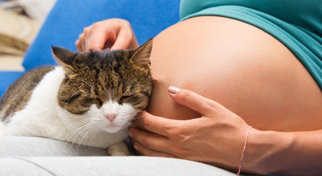 quanti casi di toxoplasmosi in gravidanza