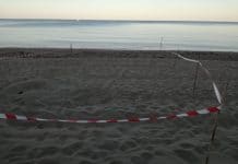 Nido di tartarughe Caretta Caretta: sorpresa ad Eboli Nido