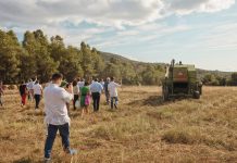 Campi del Cilento, l’iniziativa Molini Pizzuti dedicata ai grani antichi campi del cilento