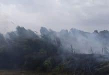 Battipaglia, in fiamme una pineta in zona Litoranea fiamme