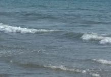 Battipaglia, mare. Cecilia Francese: “Le acque sono pulite” mare