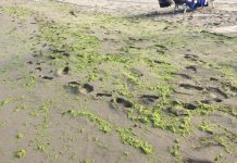 Alghe e mucillagine sul litorale: controlli a Battipaglia ed Eboli alghe e mucillagine