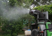 Insetti a Battipaglia: programmata una deblattizzazione straordinaria Insetti a Battipaglia