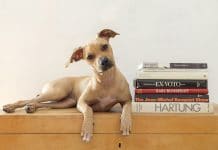 Un calendario per i randagi, l’iniziativa di Morena Fortino