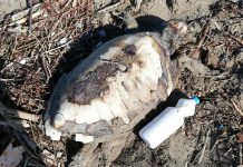 Inquinamento: ritrovato in litoranea un esemplare esanime di caretta caretta Caretta caretta