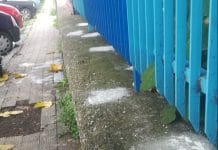 Bocconi avvelenati per i randagi: l’ex F. Fiorentino è campo minato Fiorentino