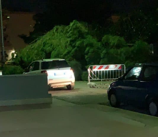 Albero abbattuto dal maltempo e mai rimosso, l’indignazione dei residenti Maltempo