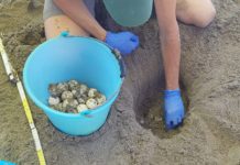 Nido di tartaruga Caretta Caretta a Eboli: è il terzo in Campania Caretta Caretta