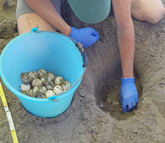 Nido di tartaruga Caretta Caretta a Eboli: è il terzo in Campania Caretta Caretta