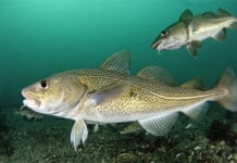 La ricetta: Il baccalà “black and white”