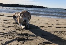 Battipaglia: spiagge libere, ma non per gli animali. Pronto un ricorso al Tar spiagge libere animali