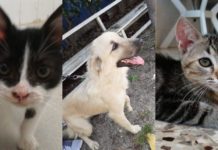 S.O.S. Animali: Picasso, Chicca e Kira cercano casa S.O.S. Animali