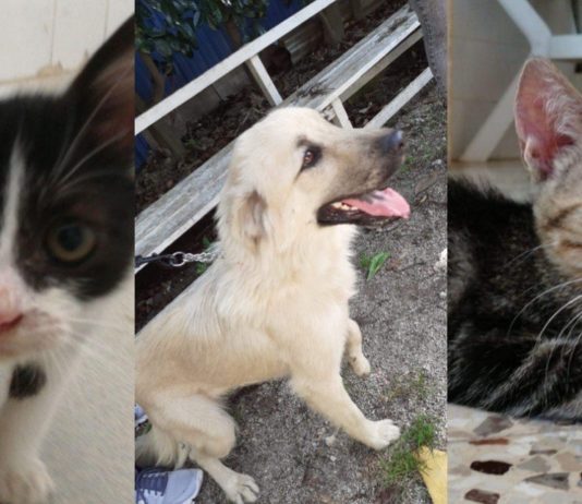 S.O.S. Animali: Picasso, Chicca e Kira cercano casa S.O.S. Animali