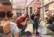 Battipaglia: sei cuccioli, salvati dal canile, in cerca di casa Cuccioli