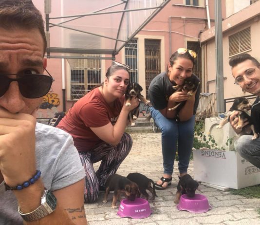 Battipaglia: sei cuccioli, salvati dal canile, in cerca di casa Cuccioli