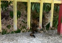 Gatti investiti in via Giusti. La rabbia dei residenti: «Illuminazione scarsa» Gatti