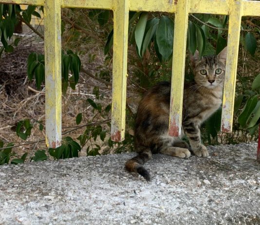 Gatti investiti in via Giusti. La rabbia dei residenti: «Illuminazione scarsa» Gatti