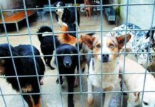 Blitz di Asl e Noe nei rifugi “fai da te”: animalisti inviano un esposto al Prefetto Blitz rifugi per randagi