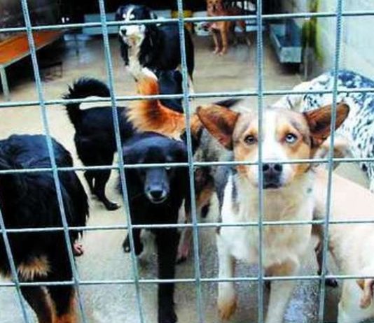 Blitz di Asl e Noe nei rifugi “fai da te”: animalisti inviano un esposto al Prefetto Blitz rifugi per randagi