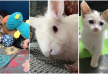 S.O.S. Animali: Margherita, Bianca e Melissa in cerca di casa