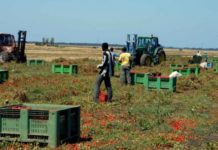 Caporalato nella Piana. «Buste paga da 2 giornate a fronte di 30 lavorate» – DOSSIER 1/3 caporalato Piana del Sele