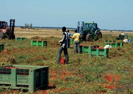 Caporalato nella Piana. «Buste paga da 2 giornate a fronte di 30 lavorate» – DOSSIER 1/3 caporalato Piana del Sele