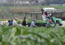 Caporalato nella Piana: i numeri. Tra Battipaglia ed Eboli condizioni critiche – DOSSIER 2/3 caporalato piana del sele