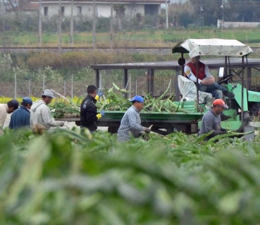 Caporalato nella Piana: i numeri. Tra Battipaglia ed Eboli condizioni critiche – DOSSIER 2/3 caporalato piana del sele