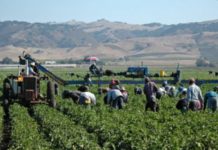 Caporalato, Piana del Sele: come contrastare il fenomeno – DOSSIER 3/3 lavoro-nei-campi caporalato piana del sele