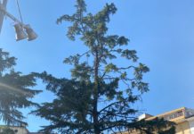 Battipaglia senza alberi: tra esposti e rimozioni, in città mancano i “polmoni verdi” Alberi