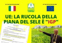 Rucola della Piana del Sele diventa “IGP”: arriva la certificazione europea Rucola