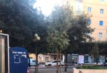 Battipaglia, arrivano sette nuovi alberi in piazza San Francesco Alberi
