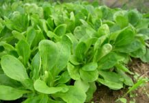 Valeriana: benefici e segreti della pianta “calmante” Valeriana