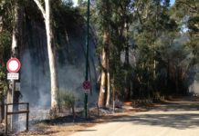 Eboli, tagliarono 200 alberi. Imprenditori e dirigenti a processo pineta eboli 200 alberi