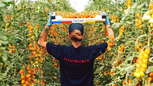 Lavoro, Finagricola alla ricerca di personale per la raccolta estiva 2021 Finagricola