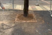 Battipaglia, albero soffocato dal cemento: scoppia la bagarre albero