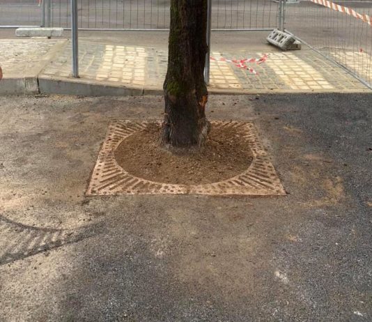 Battipaglia, albero soffocato dal cemento: scoppia la bagarre albero