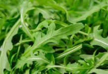 Rucola IGP Piana del Sele: firmato il Decreto del Ministero Rucola IGP
