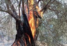 Olevano sul Tusciano: strage di ulivi centenari, enormi danni all’agricoltura Olevano danni ulivo