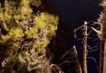 Battipaglia, si spezza il ramo di un albero alla scuola materna “Gatto” scuola gatto albero