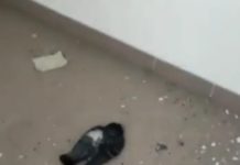 Pala Schiavo, terzo e quarto piano nel degrado: animali morti e rifiuti pala schiavo copertina