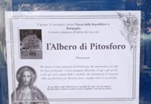 Abbattuto l’albero storico: spuntano i manifesti, polemiche degli ambientalisti albero piazza della repubblica pitosforo