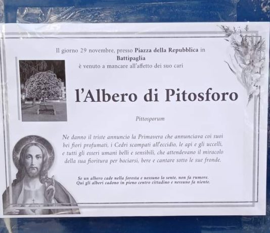 Abbattuto l’albero storico: spuntano i manifesti, polemiche degli ambientalisti albero piazza della repubblica pitosforo