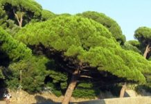 “Battipaglia Nostra” pronta a piantare dieci alberi alla scuola di Via Poliziano Battipaglia Nostra