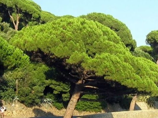 “Battipaglia Nostra” pronta a piantare dieci alberi alla scuola di Via Poliziano Battipaglia Nostra