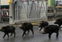 Caos cinghiali in Campania, Cammarano: «Serve piano straordinario» Cinghiali